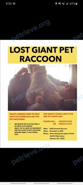 Big young gray female raccoon Coonsie, lost near 2600 W Main St, Norman, OK 73069, USA on Nov 06, 2020.