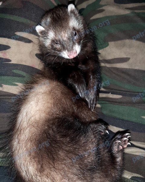 Medium young brown female ferret Жужа, lost near улица Казакова 33, Алматы, Казахстан on Oct 30, 2020.