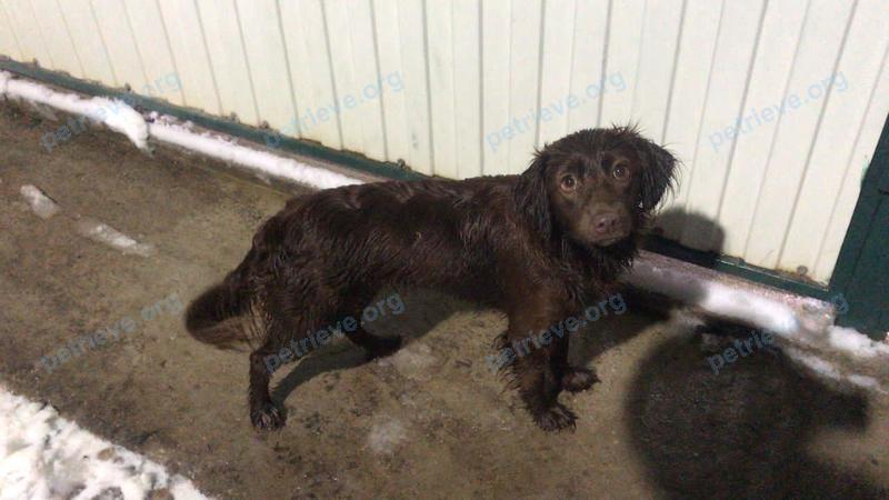 Medium brown dog, found near Комсомольская ул., 7, Шаховская, Moscow Oblast, Россия, 143700 on Nov 26, 2020.