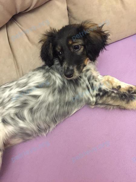 Small young mixed color female dog, found near ул. Петрова, 57А, Верхняя Пышма, Свердловская обл., Россия, 624092 on Nov 25, 2020.