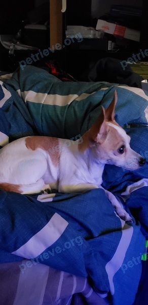 Small mixed color female dog, found near 80 Rue Albert-Wallot, Salaberry-de-Valleyfield, QC J6T 6J5, Canada on Nov 29, 2020.