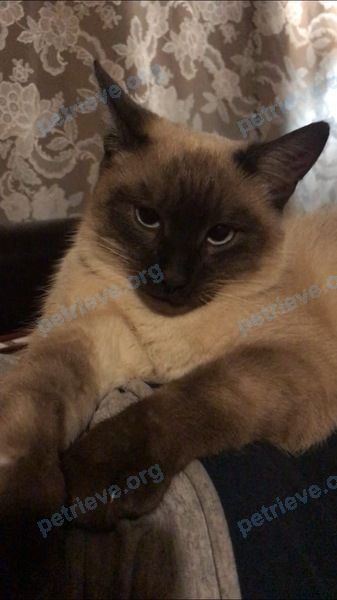 Medium young mixed color male cat Чип, lost near пер. Народный, 3, Иваново, Ивановская обл., Россия, 153034 on Nov 14, 2020.
