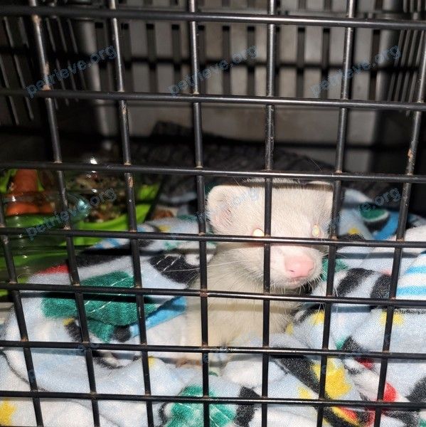 Medium white ferret White (albino), found near 540 Timothy St, Junction City, OR 97448, USA on Dec 01, 2020.