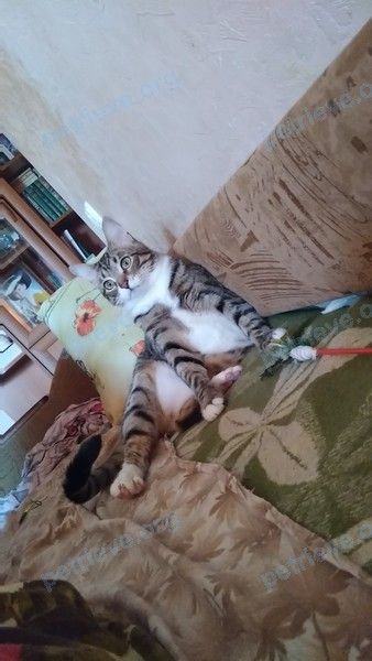 Средний серый молодой кот Яша, пропал 23.11.2020 рядом с шоссе Братовщина, 6 км, Ельдигино, Московская обл., Россия, 141255.