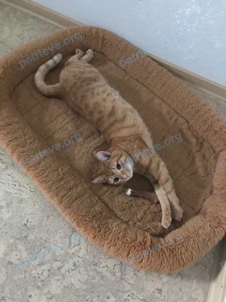 Medium young orange male cat Симба, lost near ул. Захаренко (Черемуховское), 1, Омск, Омская обл., Россия, 644910 on Dec 04, 2020.