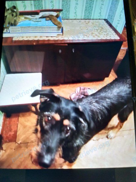 Big young black female dog Боня, lost near ул. Комарова, 10А, Череповец, Вологодская обл., Россия, 162606 on Dec 05, 2020.