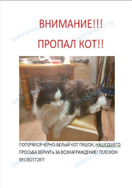 Средний многоцветный молодой кот Пушок, пропал 07.12.2020 рядом с ул. Пушкина, 12А, Ханты-Мансийск, Ханты-Мансийский Автономный Округ-Югра АО, Россия, 628011.