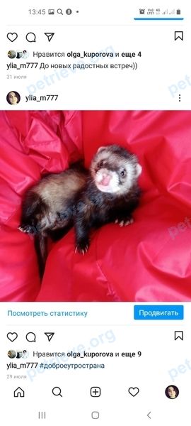 Medium adult brown male ferret Прошка, lost near ул. Ленина, 106Б, Череповец, Вологодская обл., Россия, 162610 on Nov 30, 2020.