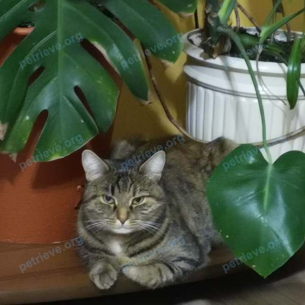Medium young brown female cat Муся, lost near пер. Черёмуховый 2-й, 39, Пермь, Пермский край, Россия, 614026 on Dec 09, 2020.