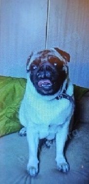 Medium young yellow female dog Забава, lost near ул. Цвиллинга, 54, Челябинск, Челябинская обл., Россия, 454091 on Sep 29, 2020.