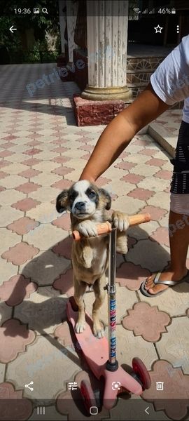 Маленький серый молодой пёс Рики, пропал 27.11.2020 рядом с улица Аргынбекова 77, Шымкент, Казахстан.