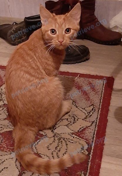 Средний оранжевый молодой кот Бони,Бонька., пропал 14.12.2020 рядом с бул. Космонавтов 88, Брест, Беларусь.