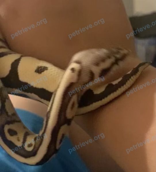 Medium adult mixed color female reptile Buttercup, lost near 510 Danville Terrace, Davie, FL 33325, USA on Dec 14, 2020.