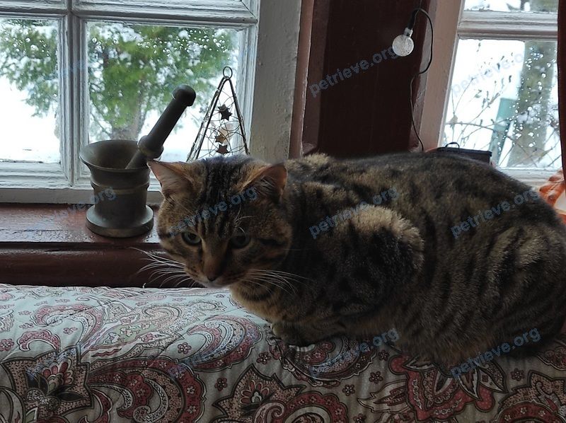 Medium young mixed color male cat, found near Центральная ул., 7, Долгопрудный, Московская обл., Россия, 141720 on Dec 17, 2020.