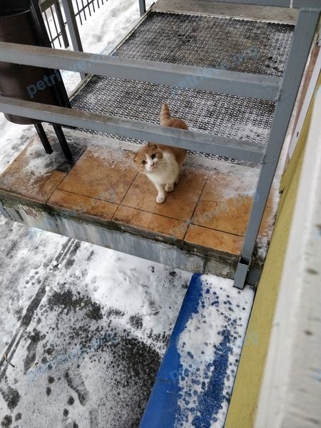 Medium young orange cat, found near ул. Зверева, 15, Иваново, Ивановская обл., Россия, 153000 on Dec 18, 2020.