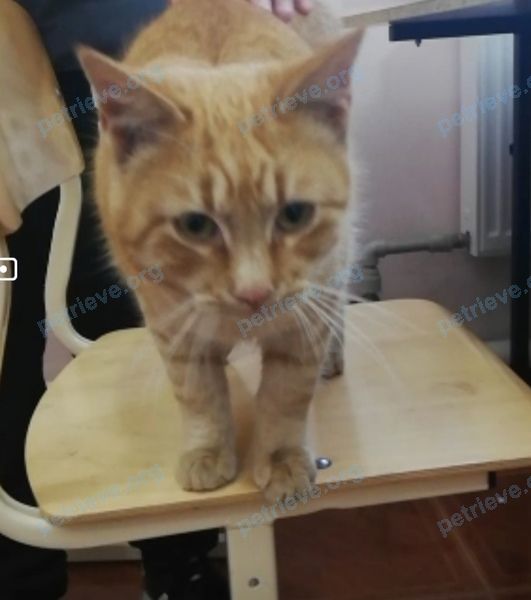 Medium young male cat, found near Промышленная ул., 6, Анапа, Краснодарский край, Россия, 353454 on Dec 23, 2020.