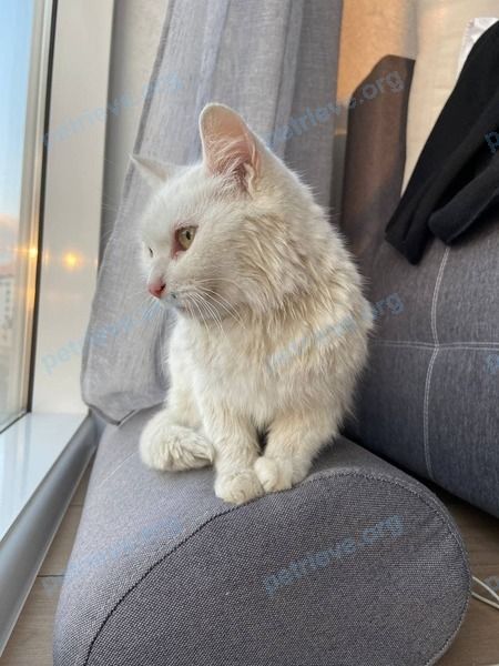 Medium white female cat, found near yлица Виноградная, 181в, Сочи, Краснодарский край, Россия, 354008 on Dec 23, 2020.