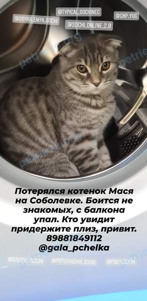 Средний серый молодой кот Масик, пропал 26.12.2020 рядом с Молодогвардейская ул., 2/57, Сочи, Краснодарский край, Россия, 354002.