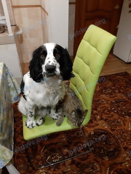 Medium young white male dog Кокс, lost near ул. Куйбышева, 17А, Северск, Томская обл., Россия, 636037 on Jan 01, 2021.