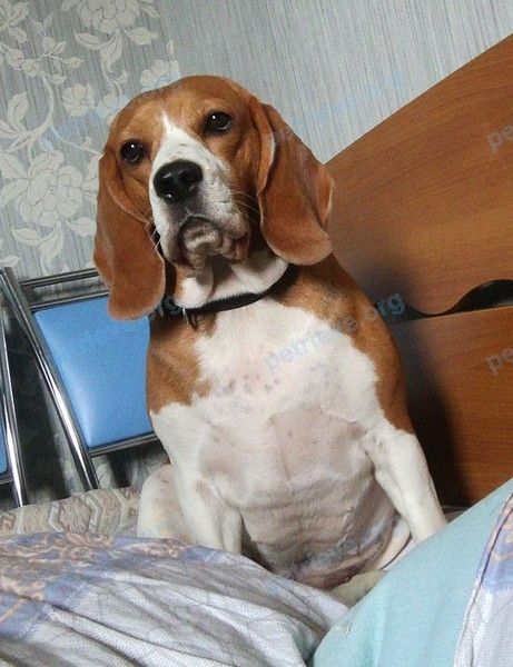 Medium young mixed color female dog, lost near ул. Аксакова, 7, Оренбург, Оренбургская обл., Россия, 460024 on Jan 01, 2021.