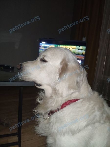 Big adult white male dog Лаврентий, lost near Дворцовая пл., 2, Санкт-Петербург, Россия, 191186 on Dec 31, 2020.