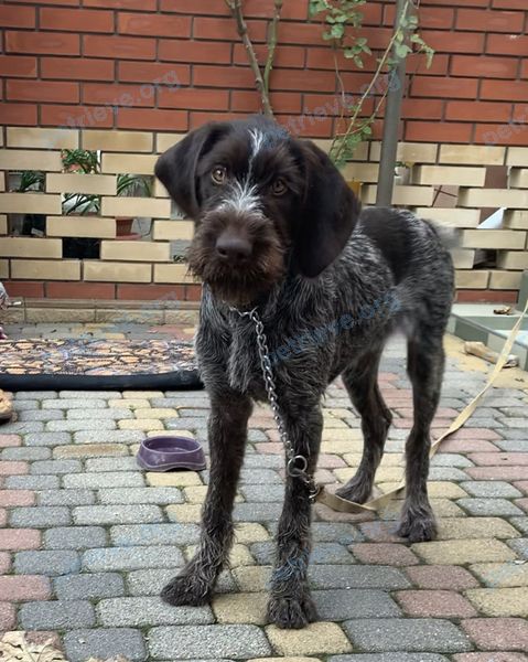 Big young mixed color female dog Маня, lost near ул. Тургенева, 22, Анапа, Краснодарский край, Россия, 353440 on Jan 01, 2021.