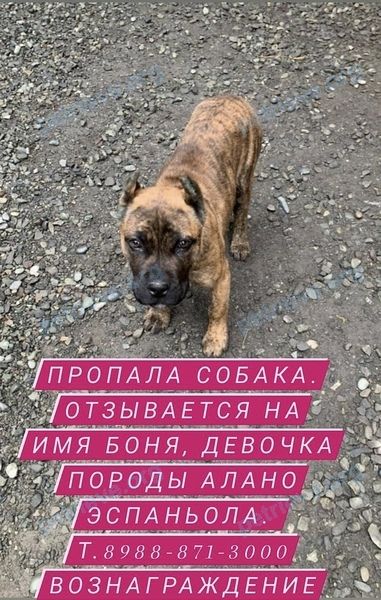 Small young female dog Боня, lost near пр. 3-й Бзарова, 5, Беслан, Респ. Северная Осетия-Алания, Россия, 363027 on Dec 31, 2020.