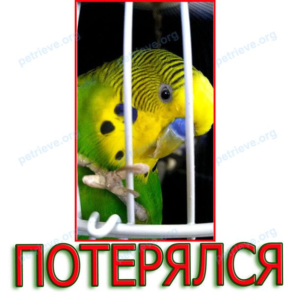 Маленькая зеленая взрослая птица Джек, пропала 28.12.2020 рядом с ул. Афинская, 12, Витязево, Краснодарский край, Россия, 353417.