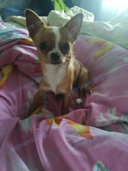 Small young female dog, lost near ул. Октябрьская, 40, Анапская, Краснодарский край, Россия, 353430 on Dec 31, 2020.