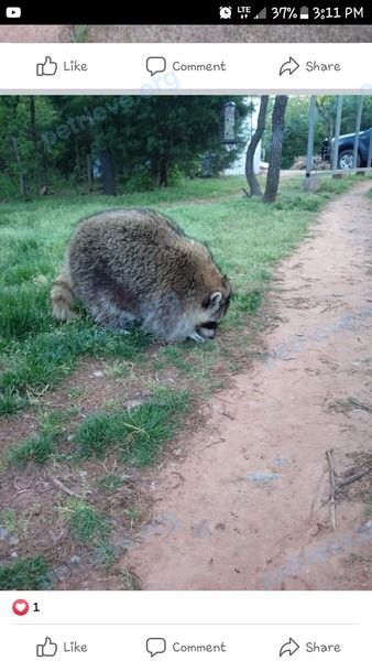 Big adult mixed color female raccoon Coons, lost near 2425 Butler Dr, Norman, OK 73069, USA on Nov 06, 2020.