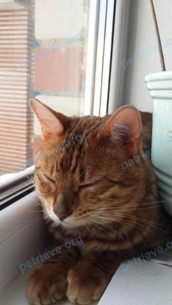 Medium young brown female cat Милка, lost near ул. Ленина, 106, Альметьевск, Респ. Татарстан, Россия, 423455 on Jan 04, 2021.