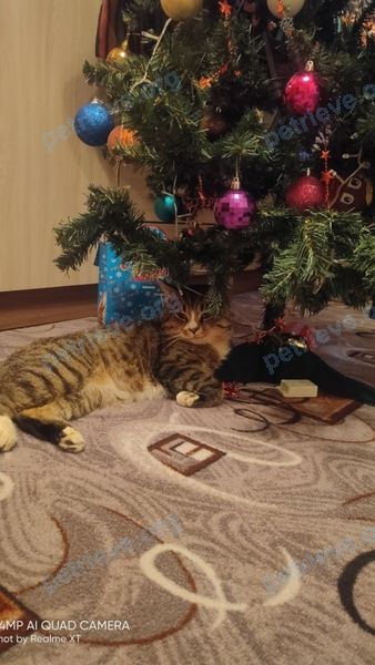 Средний серый взрослый кот Гаврюша, пропал 01.01.2021 рядом с 2-й Брагинский пр., стр.23, Ярославль, Ярославская обл., Россия, 150033.