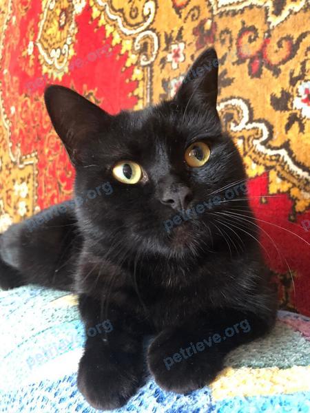 Medium young black male cat Тимоша, lost near ул. Айвазовского, 77, Ставрополь, Ставропольский край, Россия, 355007 on Jan 04, 2021.