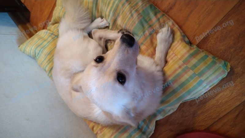 Medium young yellow female dog zvnmx, found near Московский просп., 44, Чебоксары, Чувашская Респ., Россия, 428034 on Jan 09, 2021.