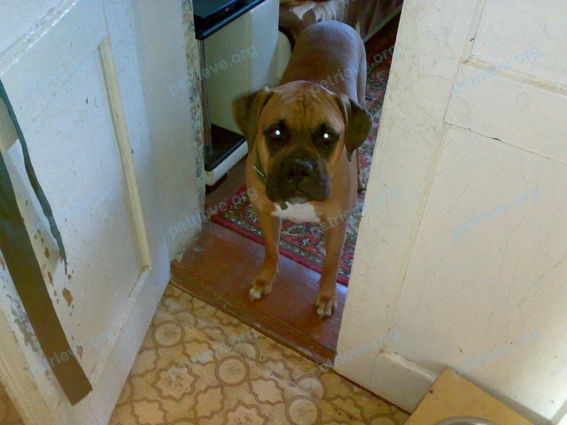 Big adult orange male dog, lost near ул. Маркса, 63, Ахтырский, Краснодарский край, Россия, 353302 on Jan 04, 2021.