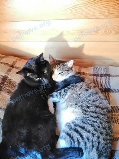 Medium adult black male cat Мурзик и Вася, lost near Колхозная ул., 14, Красноярск, Красноярский край, Россия, 660006 on Jan 11, 2021.