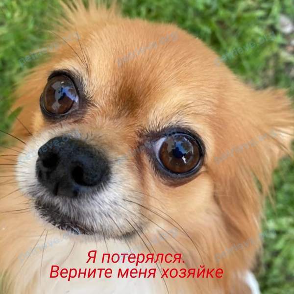 Маленький оранжевый взрослый пёс Чарлик, пропал 01.01.2021 рядом с пр. Строителей, 15а, Прокопьевск, Кемеровская обл., Россия, 653050.