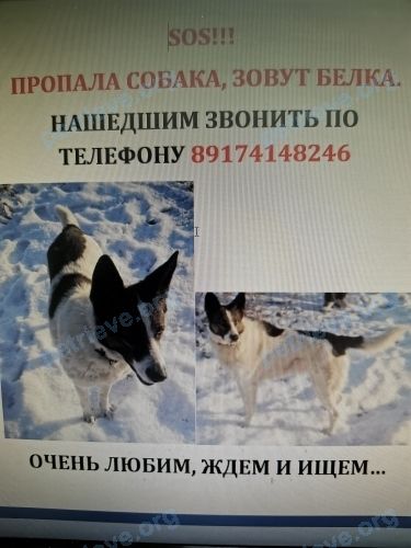 Medium adult white female dog Белка, lost near ул. Нуриманова, 5, Салават, Респ. Башкортостан, Россия, 453261 on Jan 13, 2021.