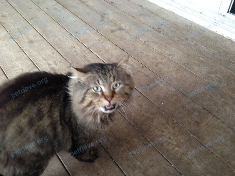 Cat Oliver (Ollie)