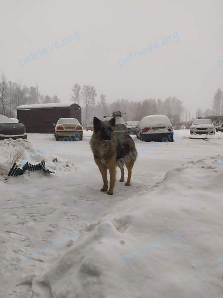 Big young mixed color male dog Малыш, lost near 2 St Johns Rd, Cambridge, MA 02138, США on Jan 11, 2021.