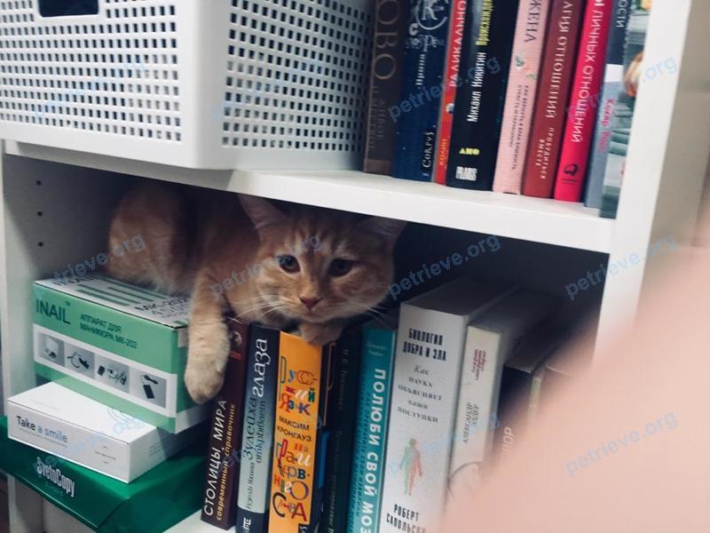 Medium yellow male cat Лаки, lost near Карьерная ул., 6, Энгельс, Саратовская обл., Россия, 413112 on Jan 21, 2021.