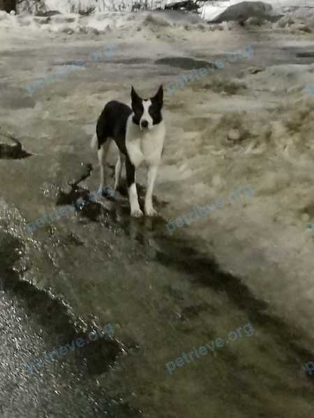 Medium mixed color male dog, found near Приморское ш., 375, Санкт-Петербург, Россия, 197739 on Jan 25, 2021.