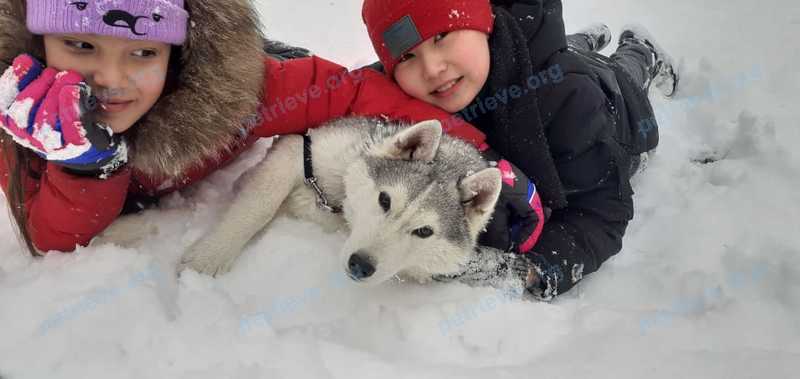 Medium young gray male dog, lost near ул. Еренкабырга 14/1, Нур-Султан 020000, Казахстан on Jan 31, 2021.