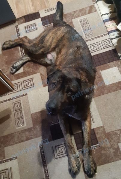 Big young brown male dog, found near ул. Шаталова, 3, Досчатое, Нижегородская обл., Россия, 607033 on Jan 31, 2021.