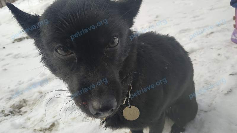Small black female dog, found near ул. Горького, 58, Сарапул, республика Удмуртия, Россия, 427970 on Feb 01, 2021.