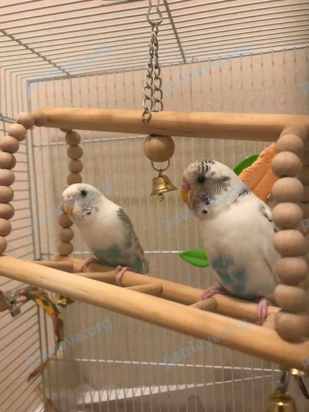 Small adult white male bird Marshmallow, lost near 1809 Lakebend Dr, Sugar Land, TX 77478, USA on Feb 02, 2021.