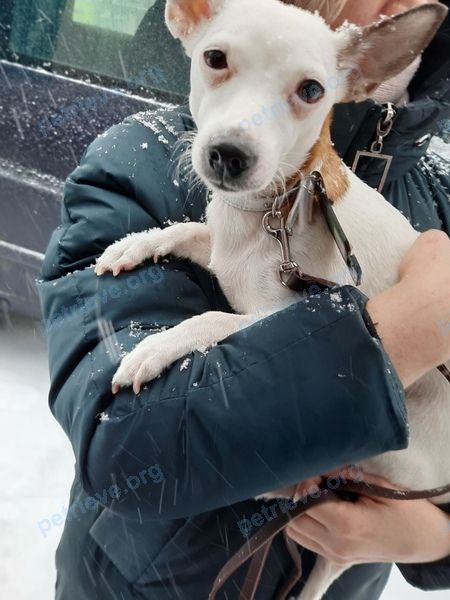 Small white female dog, found near ул. Деревянко 5, Жодино, Беларусь on Feb 04, 2021.