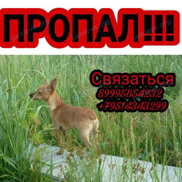 Small adult yellow male dog Бублик, lost near Индивидуальный пер., 15, Челябинск, Челябинская обл., Россия, 454036 on Jan 31, 2021.