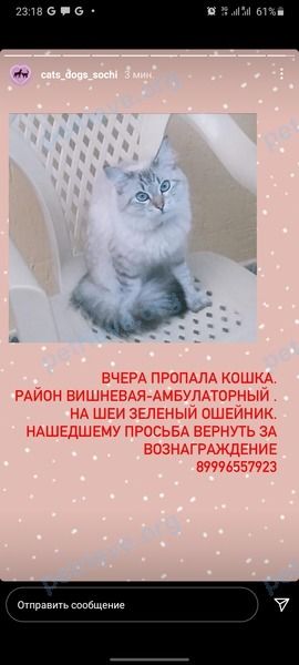Средняя серая молодая кошка Боня, пропала 11.02.2021 рядом с Вишневая улица (ветеран-нагорный, 10, Сочи, Краснодарский край, Россия, 354003.