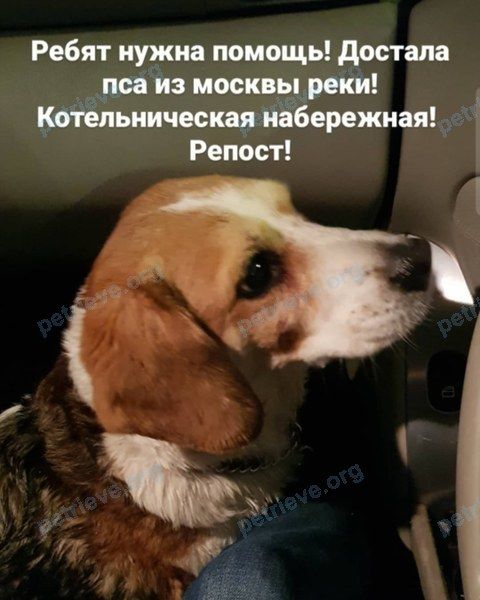 Средняя многоцветная взрослая собака, найдена 12.02.2021 рядом с Швивая горка, Москва, Россия, 109240.